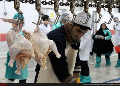 فروش مرغ در تهران بالاتر از قیمت مصوب
