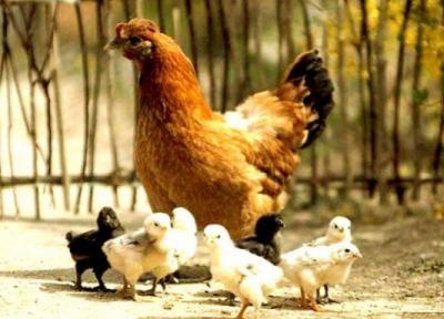 پرورش مرغ در خانه چه نکات و تکنیک هایی دارد؟