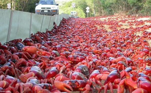 مهاجرت 50 میلیون خرچنگ قرمز؛ پدیده ای مسحور کننده و باورنکردنی!