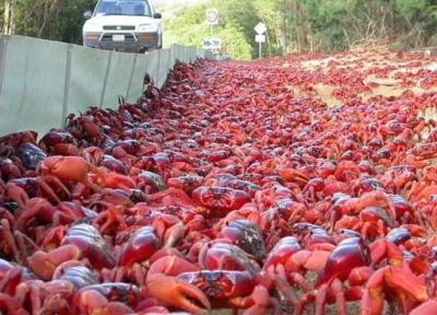 مهاجرت 50 میلیون خرچنگ قرمز؛ پدیده ای مسحور کننده و باورنکردنی!