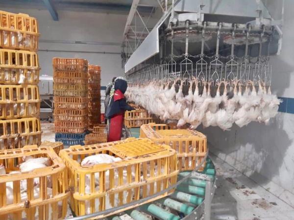 تولید بیش از 410 تن گوشت مرغ در شهرستان فنوج